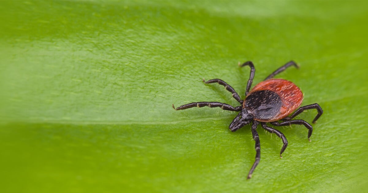 DEER TICKS POSE RISK TO HIKERS