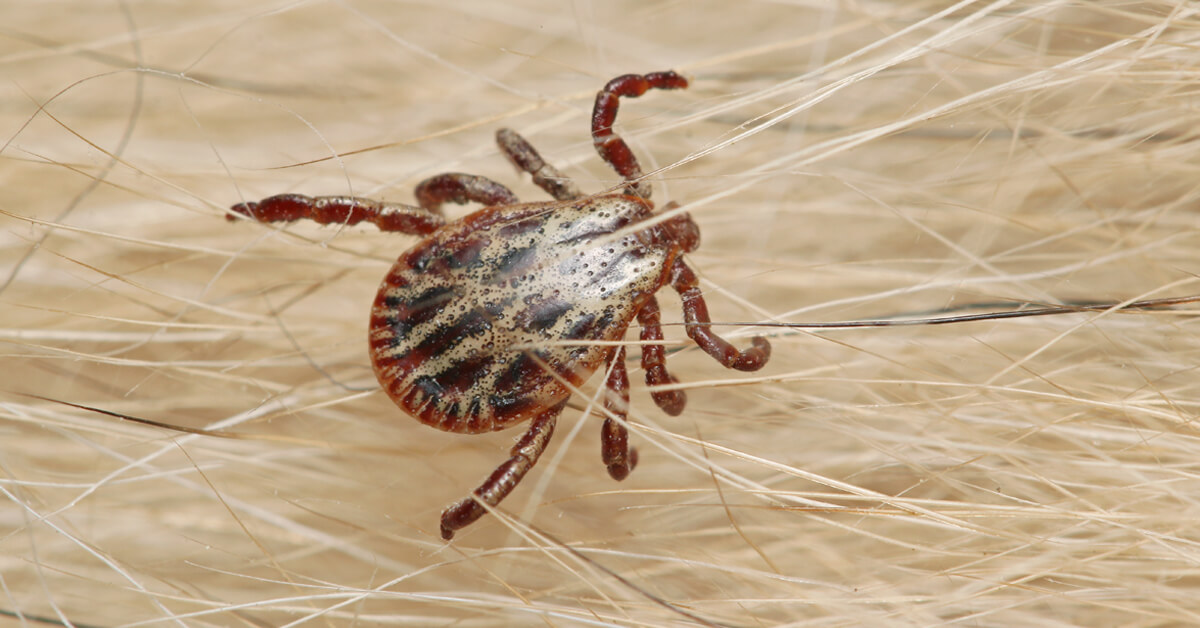 HOW TO GET RID OF TICKS