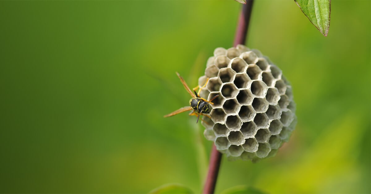 HOW TO PREVENT WASPS
