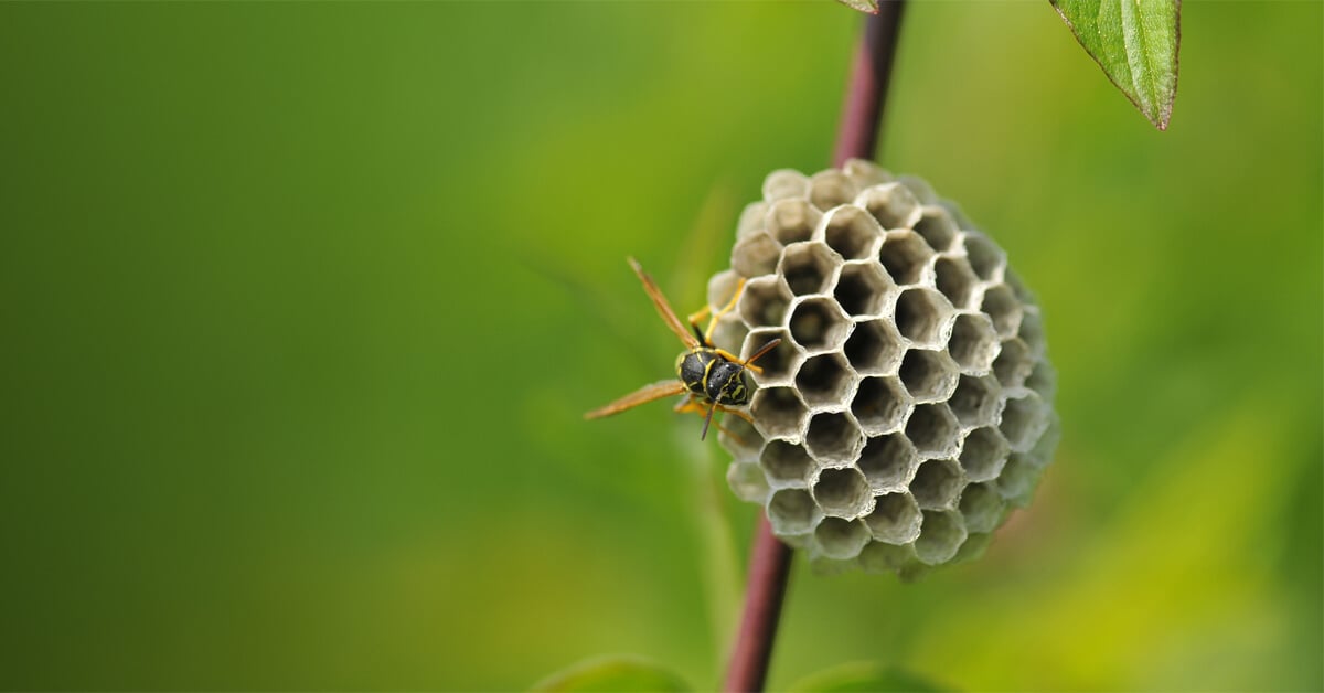 Bee Nest Vs Wasp Nest