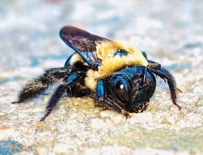 Carpenter Bee vs. Bumble Bee