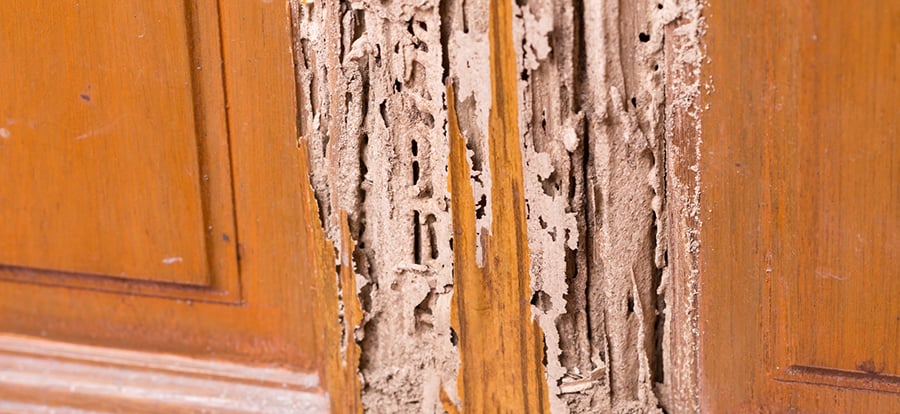 WHY ARE WOOD DESTROYING PESTS HARD TO DISTINGUISH?