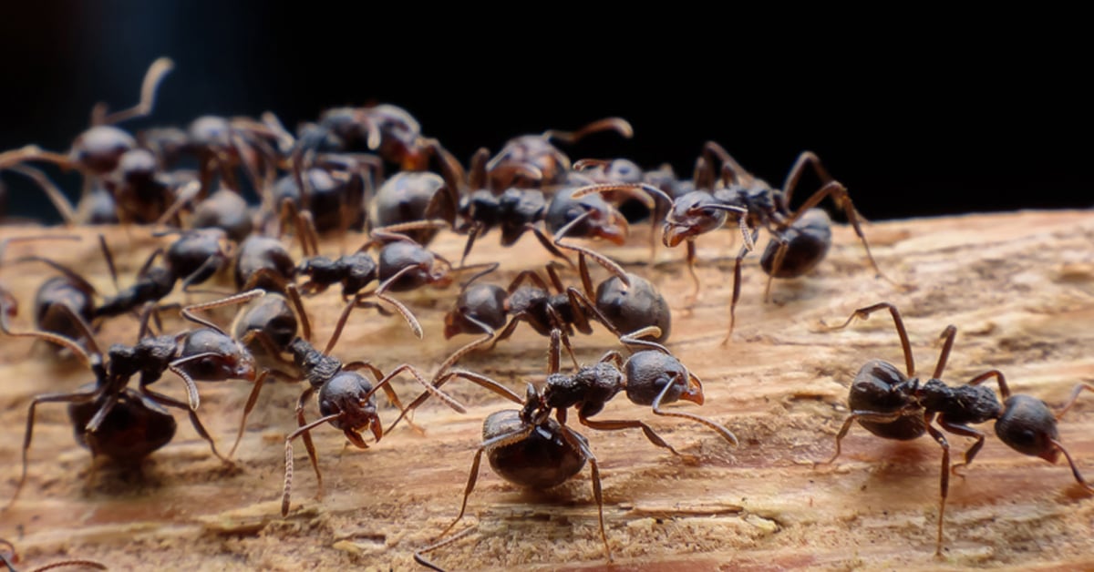 Carpenter Ants vs Odorous House Ants: How to Identify and Control Them
