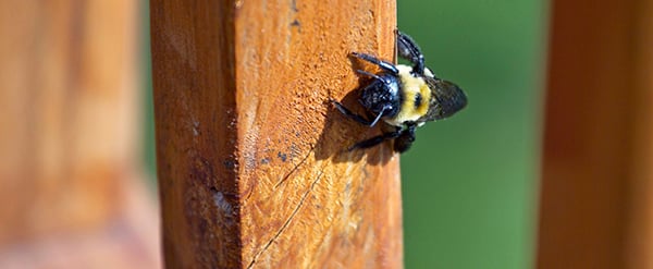 How to Get Rid of Carpenter Bees and Avoid Damage to Wooden Structures