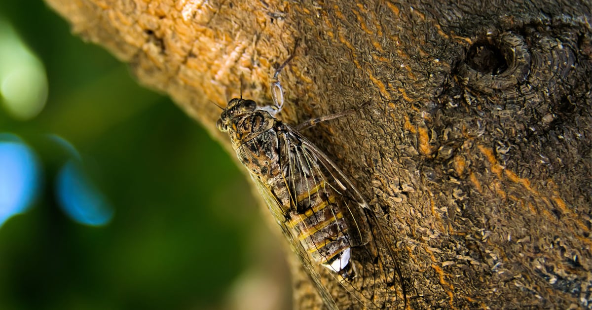 Everything You Need to Know About the Return of the Cicadas