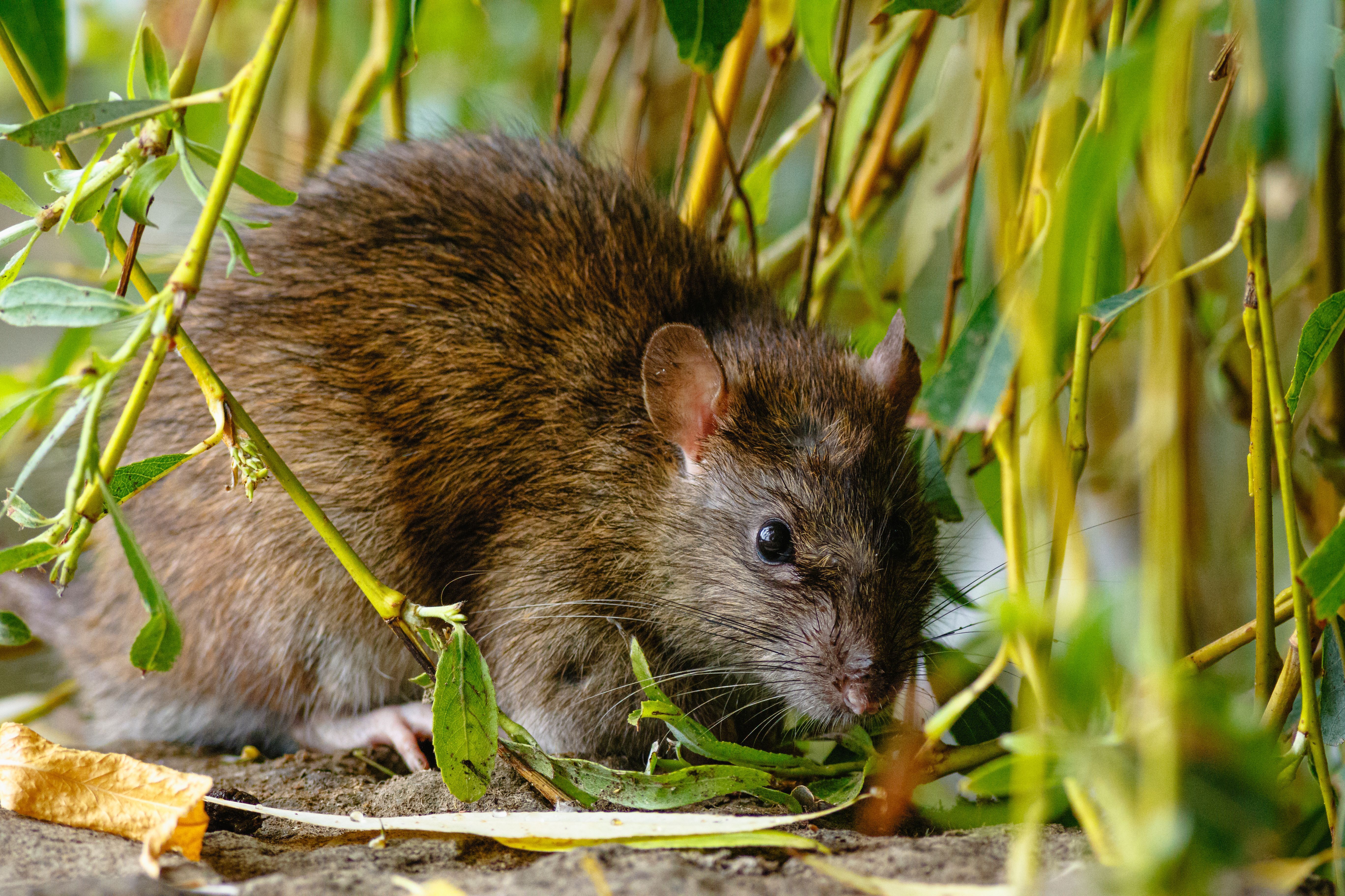 Top Strategies for Rat Removal in Your Yard