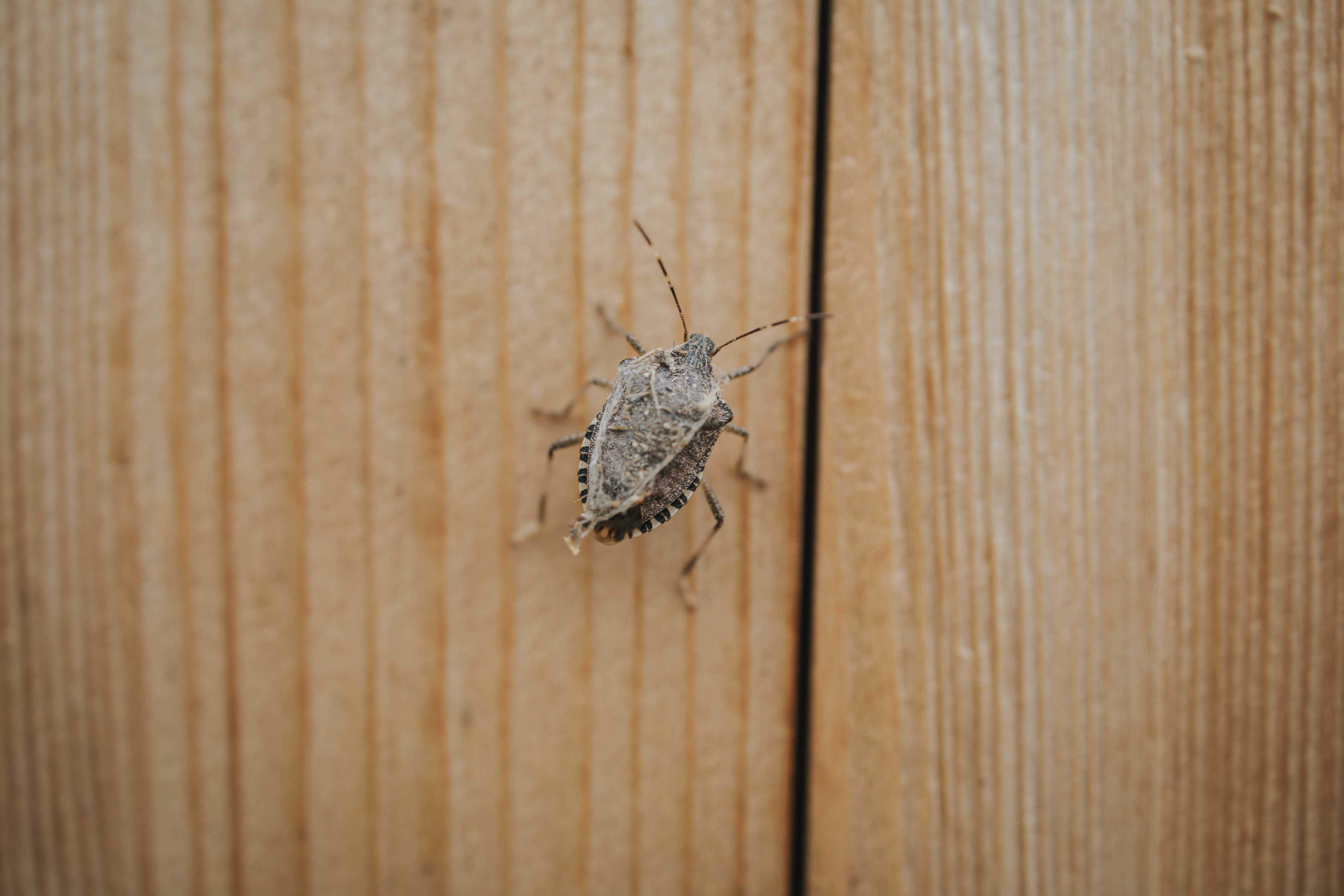 Stinkbugs Are Coming: Stopping these Overwintering Pests in the Fall