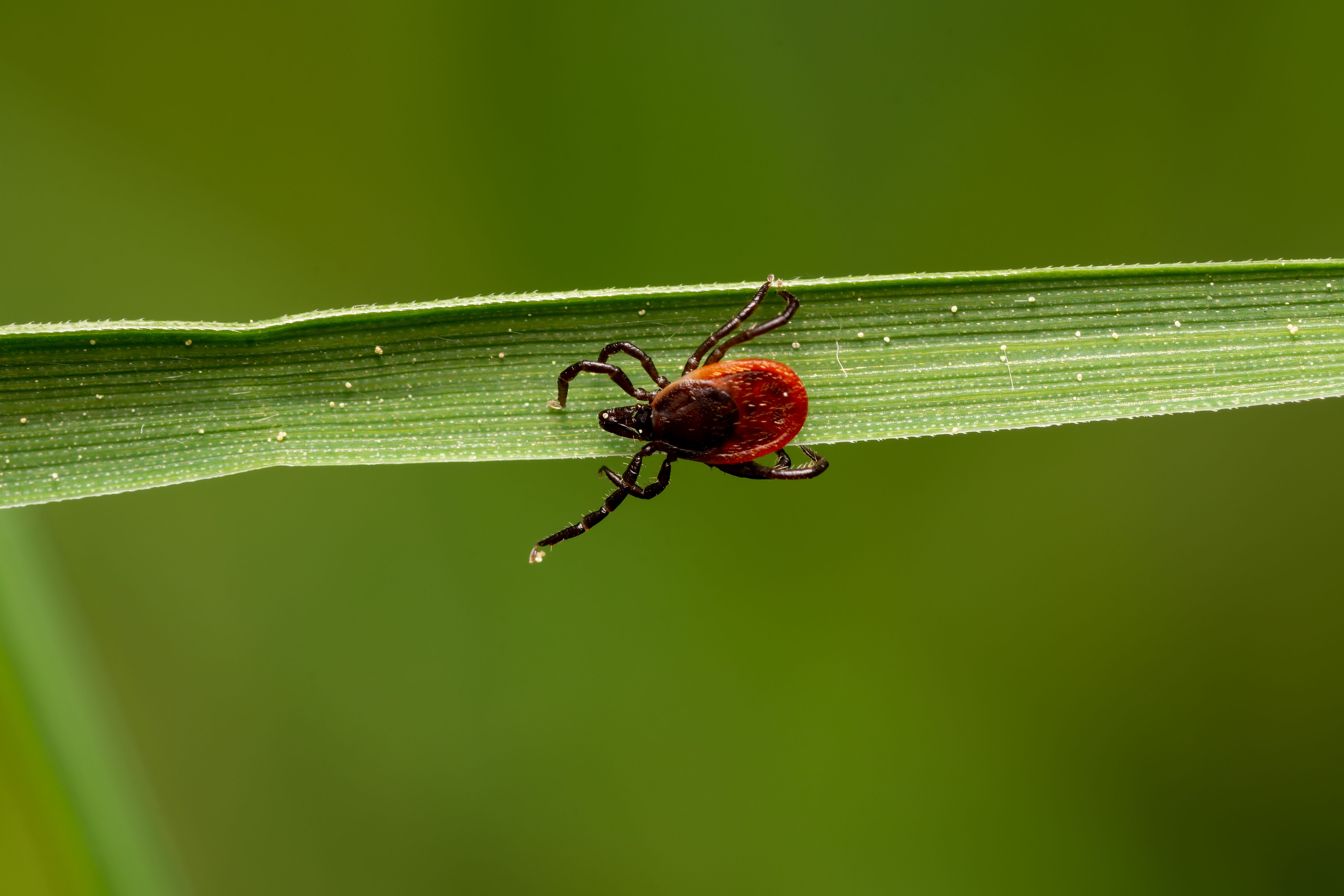 Dangerous Tick-Borne Disease Babesiosis Spreads to Delaware and Maryland