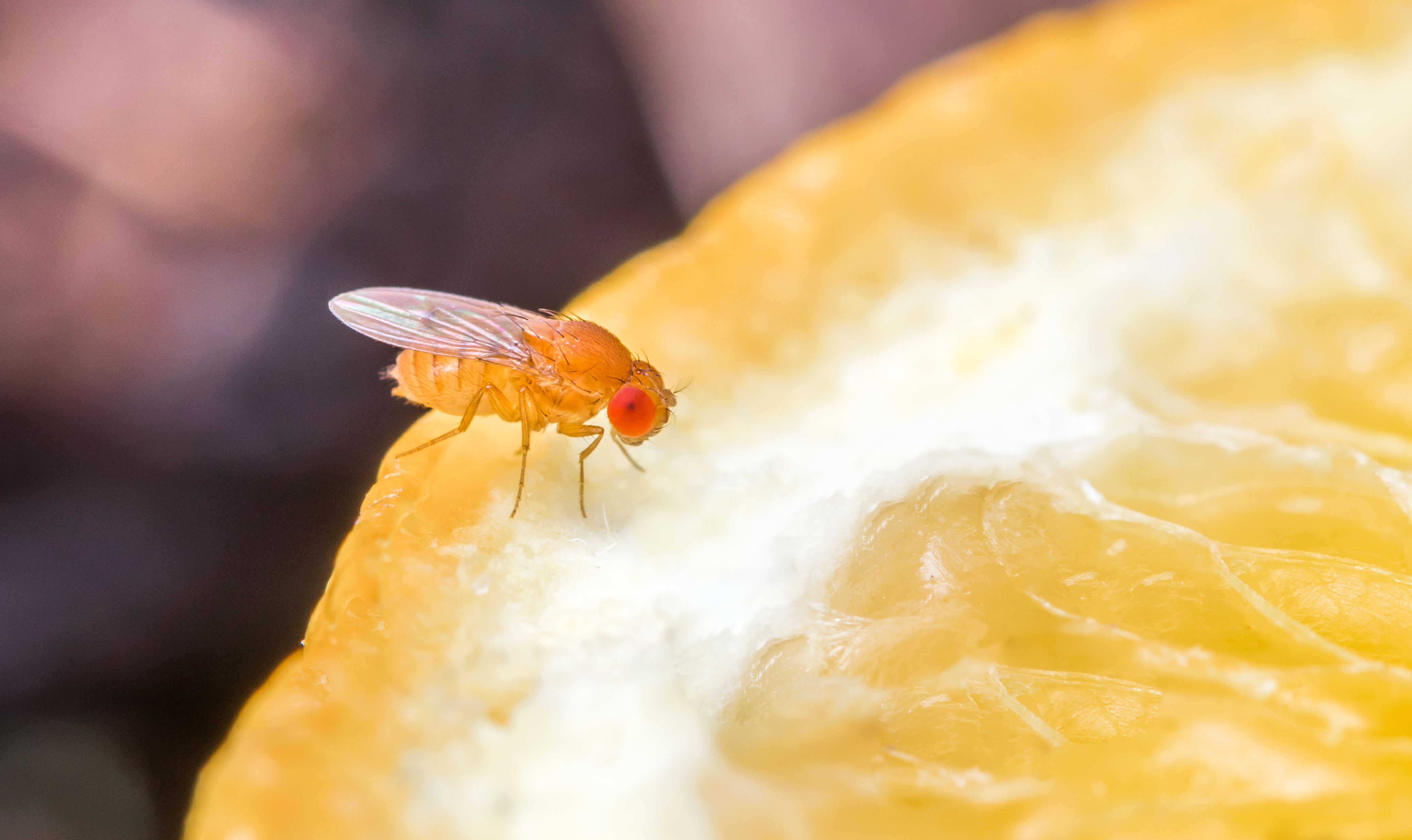 Ultimate Guide to Fruit Fly Control at Home