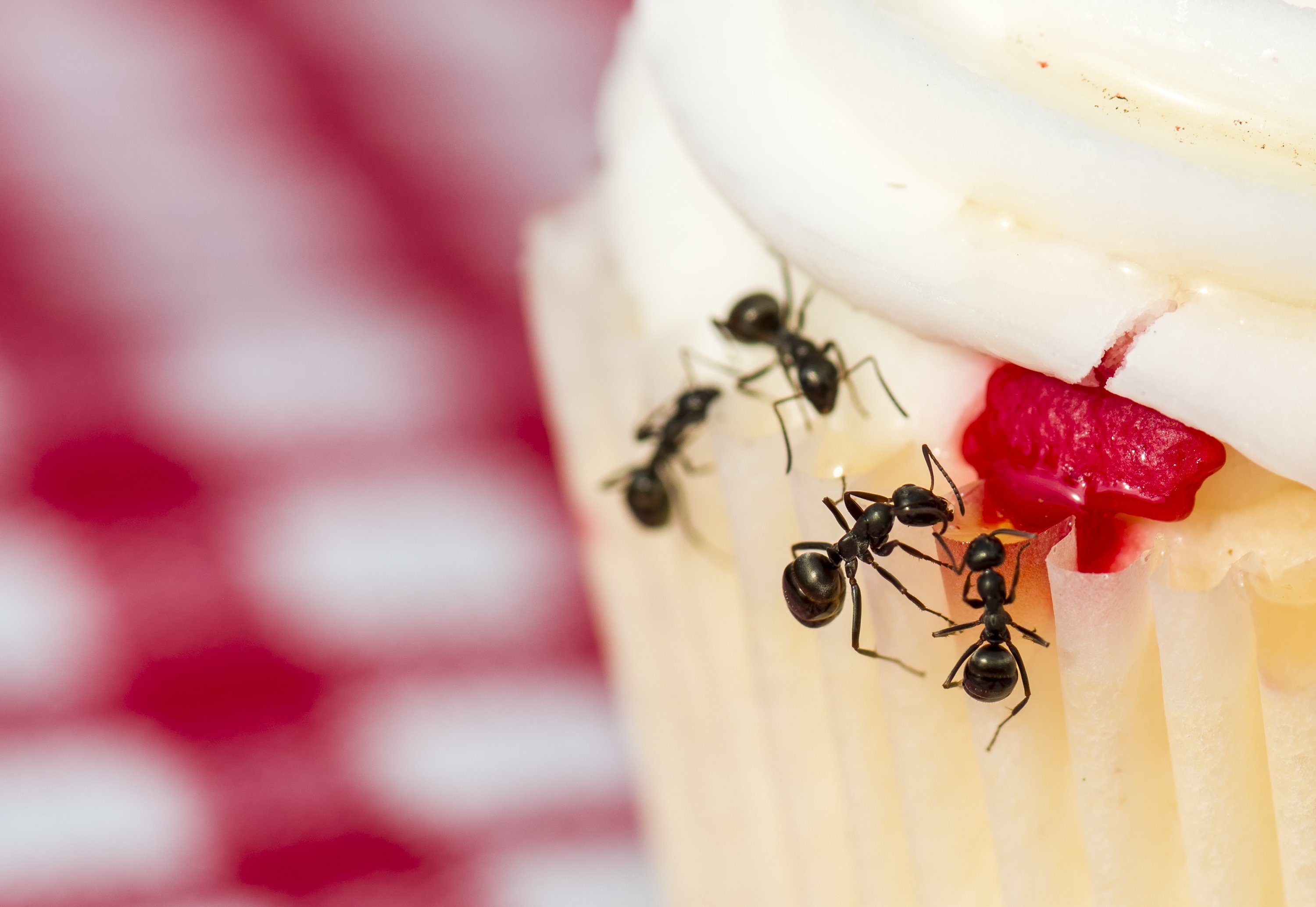 4 Ways to Get Rid of Ants in the Kitchen