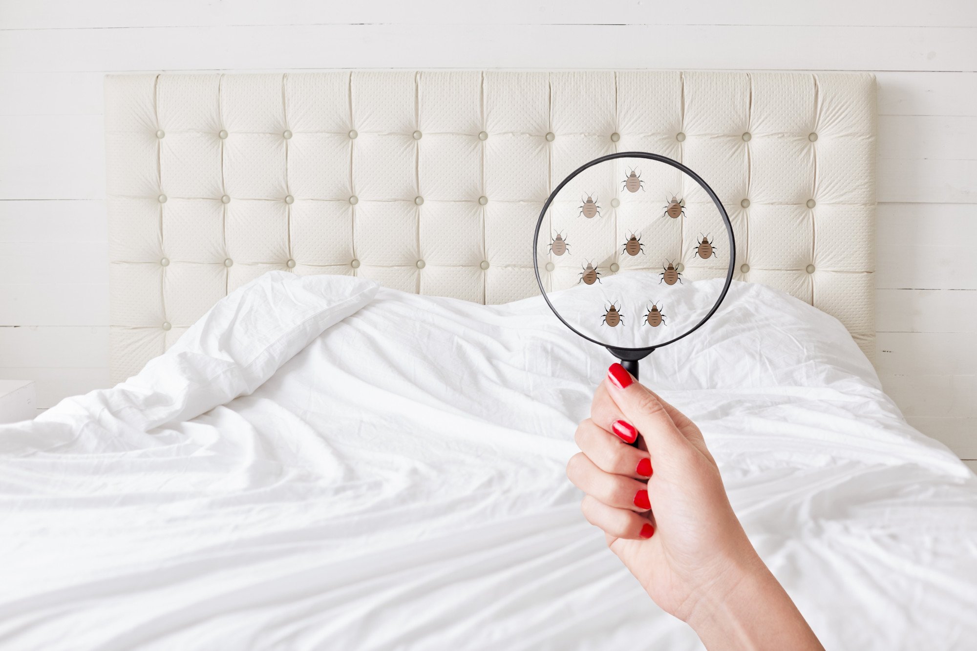 How to Check for Bed Bugs In Your Home