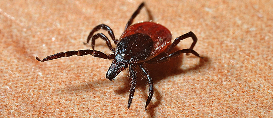 How to Get Rid of Ticks in Pennsylvania