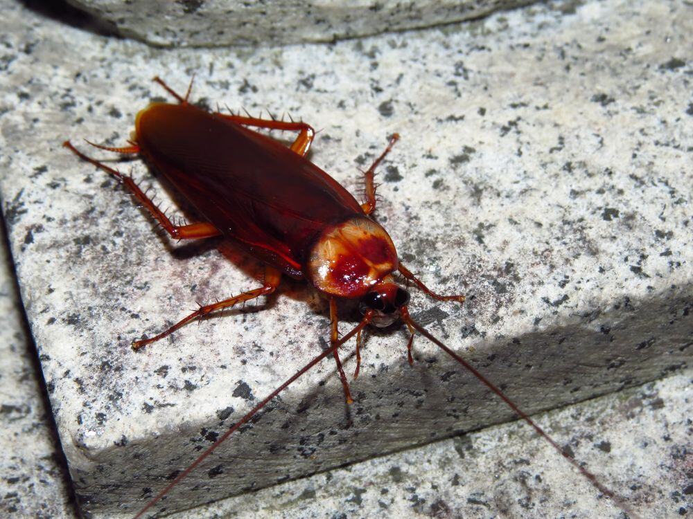 Roach Removal 101: What It Takes To Eliminate An Infestation In Your Home