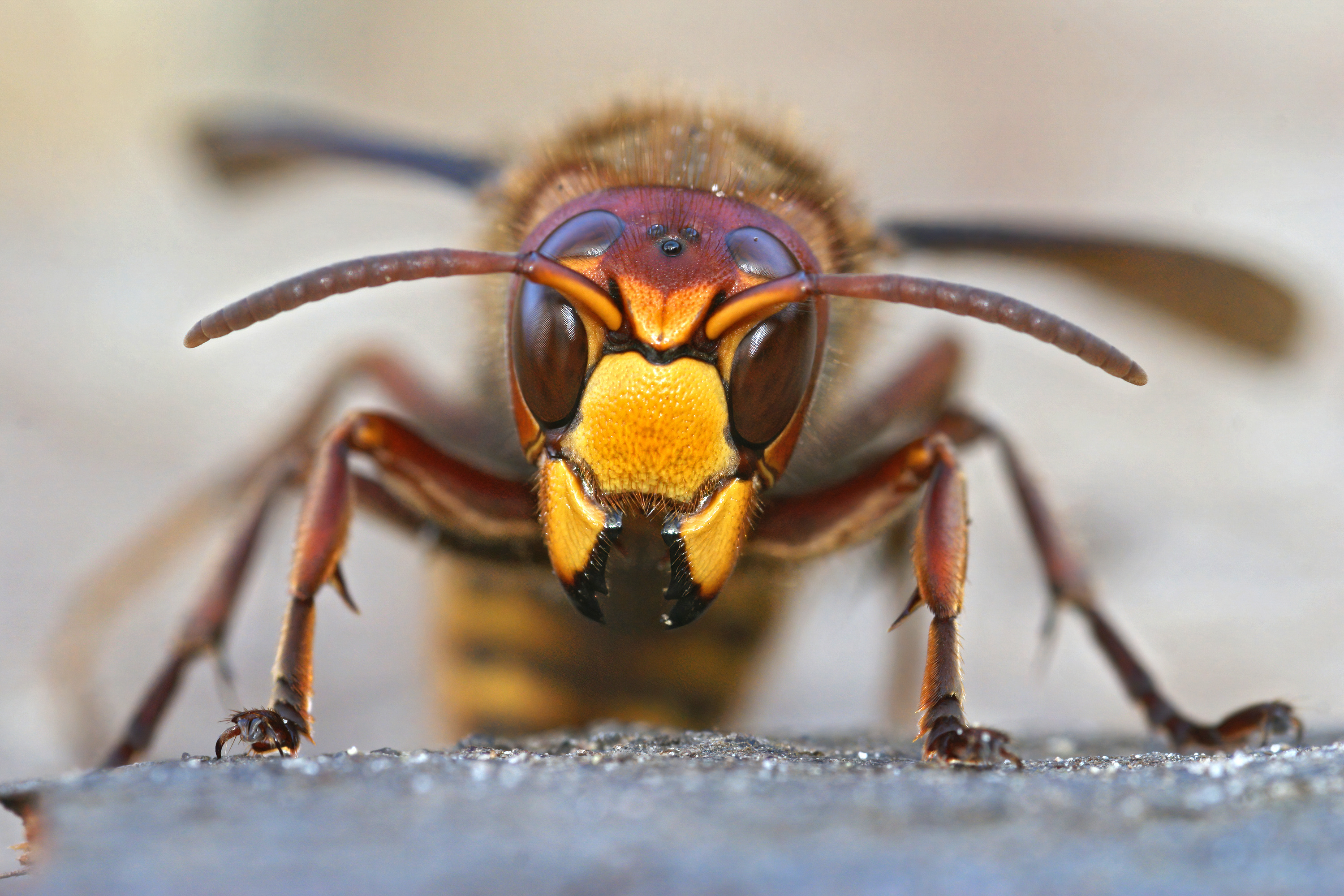 How To Keep Hornets Away From Your Property