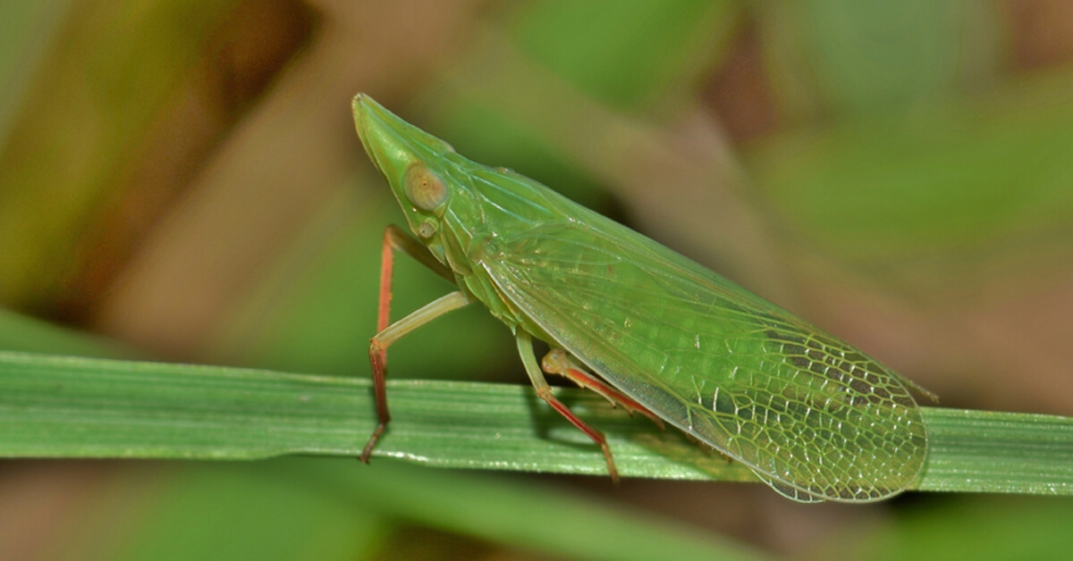 WHAT IS A LEAFHOPPER?