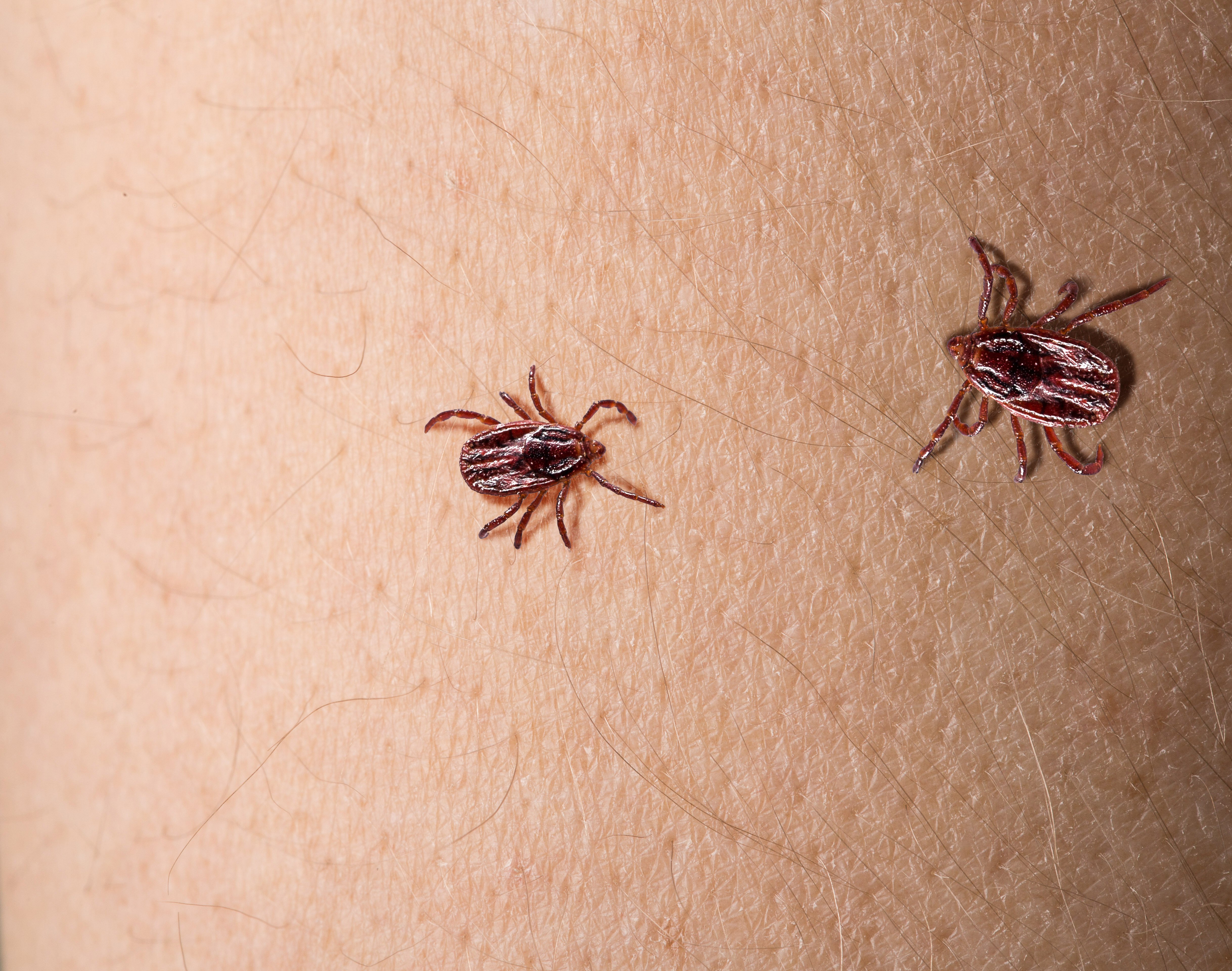 Viking Pest Control Urges New Jersey Residents To Prepare For Summer Pest Surge As Tick Populations Rise