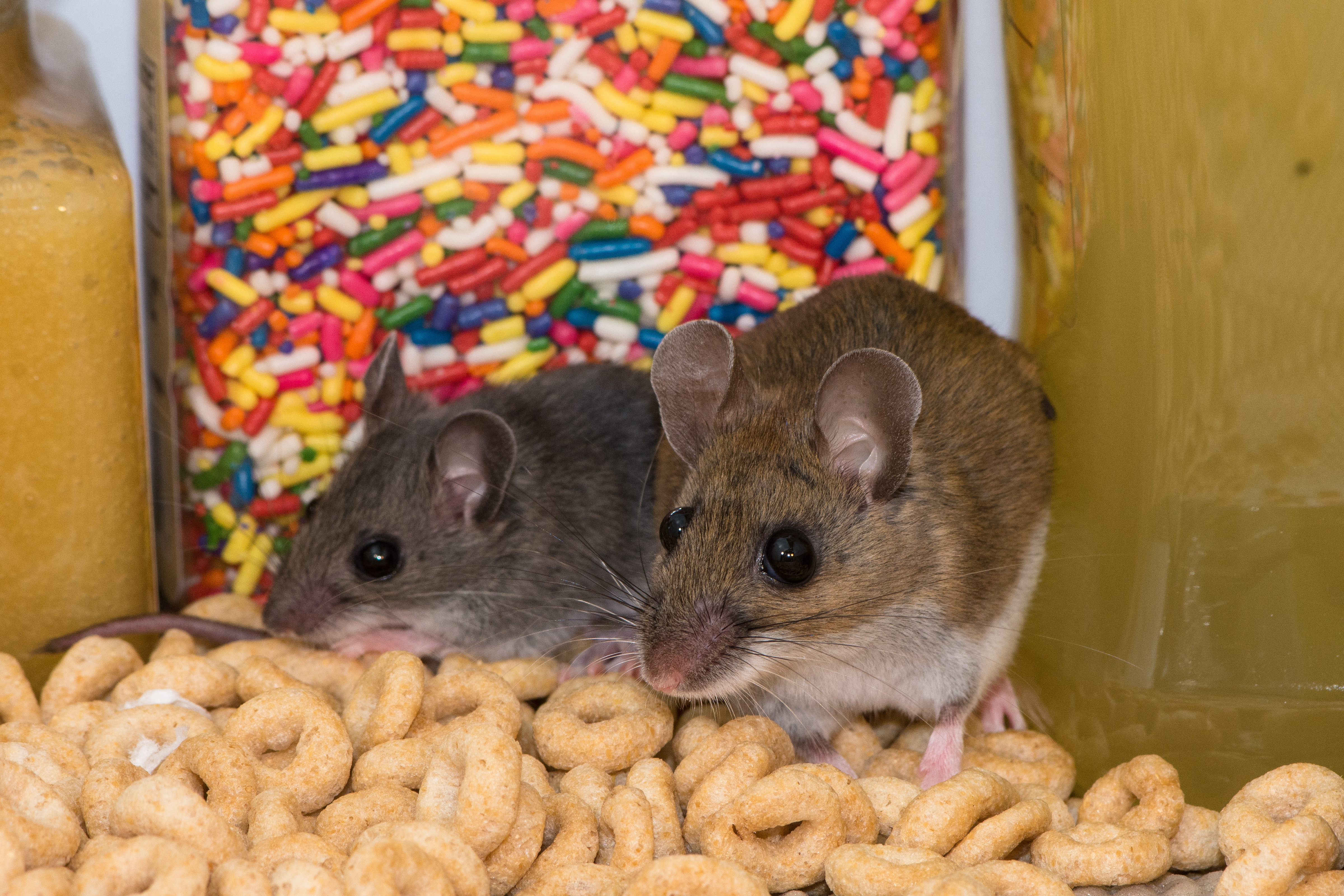 Why Mice Want To Move Into Your Home Once the School Year Starts