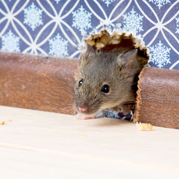 WHERE RODENTS COULD ENTER YOUR HOME THIS FALL