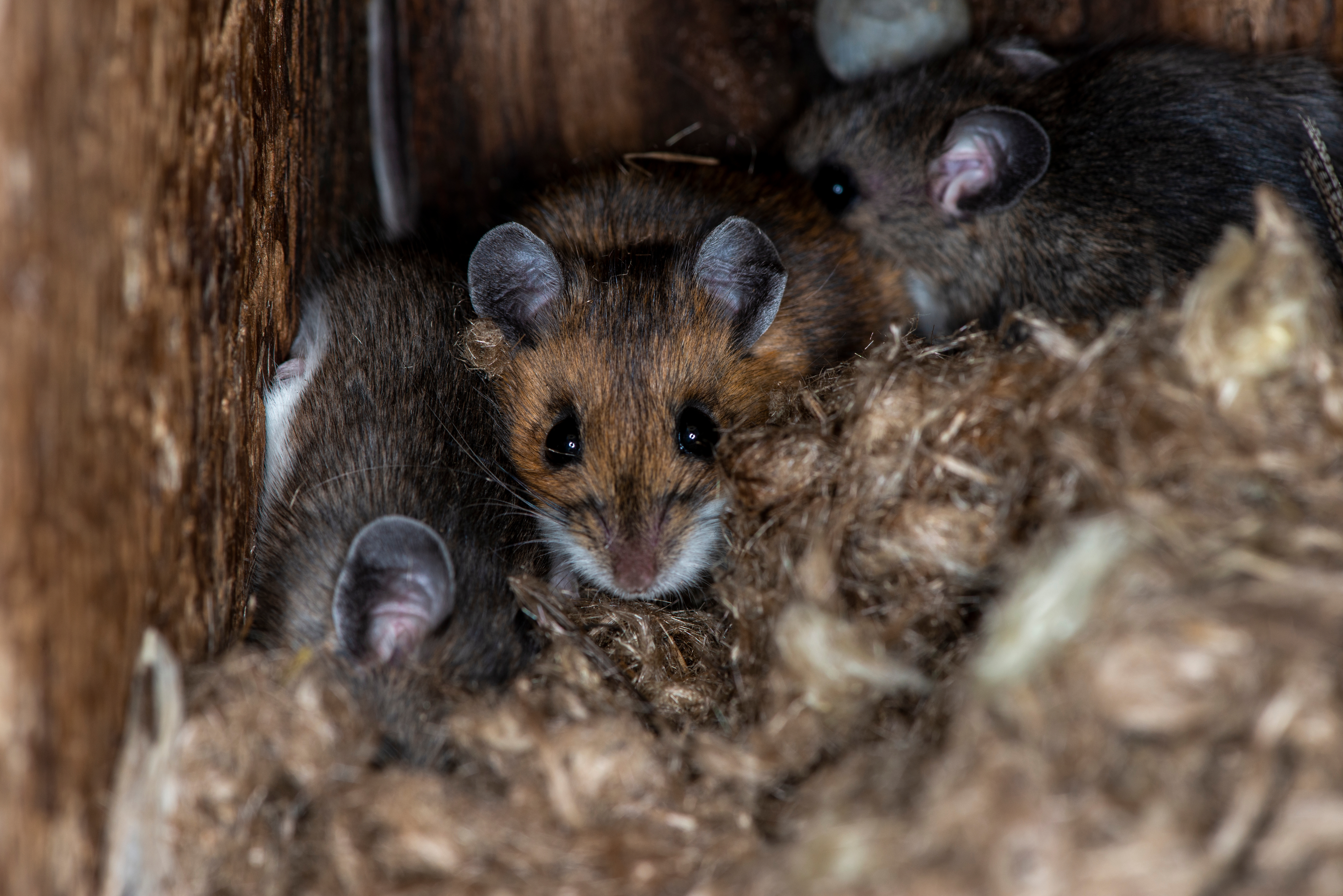 When To Call an Exterminator for Mice