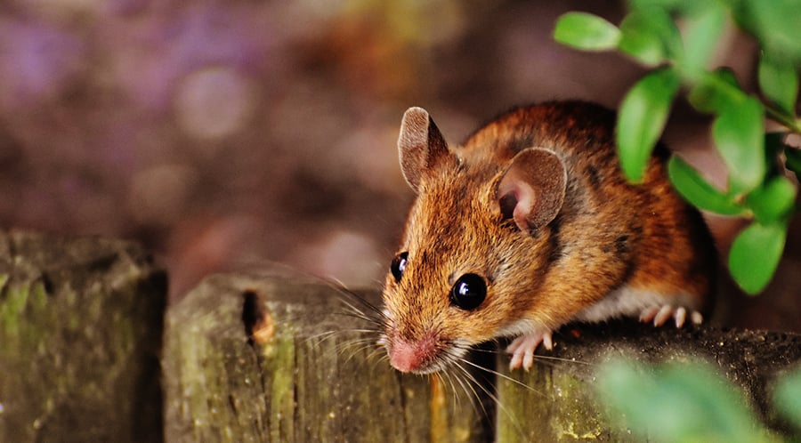 How to Avoid Getting Mice in Your Home this Fall