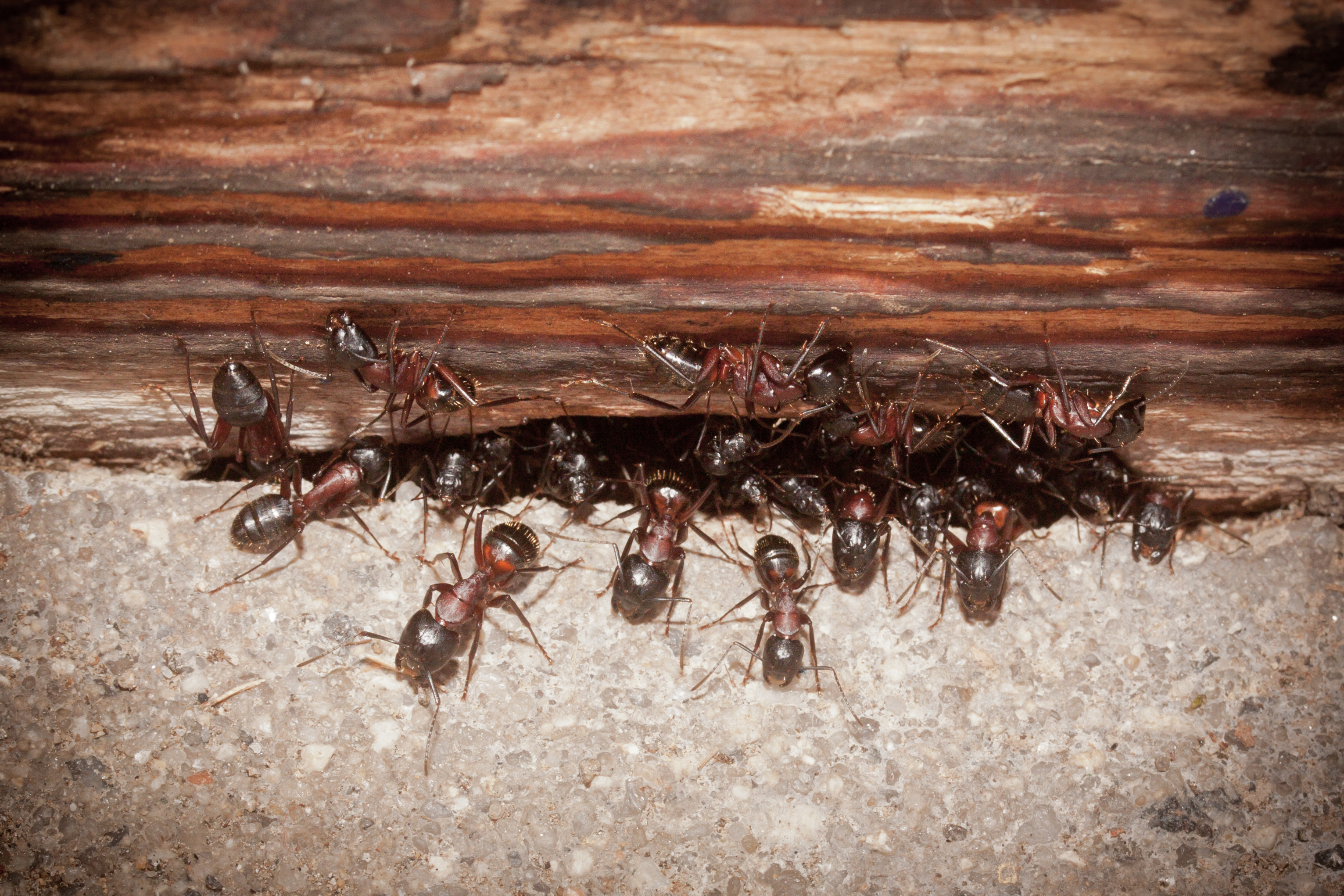 10 Strangest Places our Pest Control Technicians Found Ant Infestations