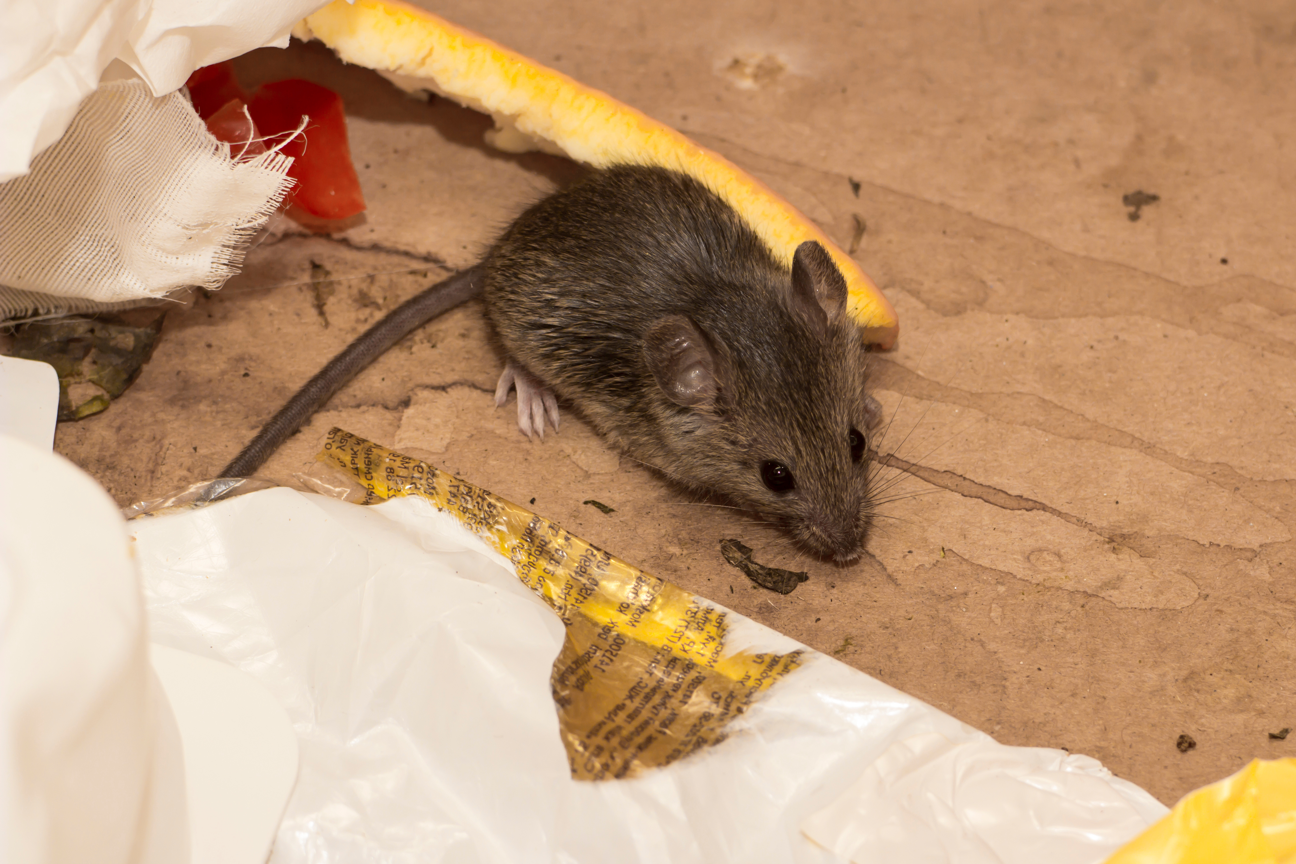 Protecting Your Home from Hantavirus: What You Need to Know About This Mouse Transmitted Disease