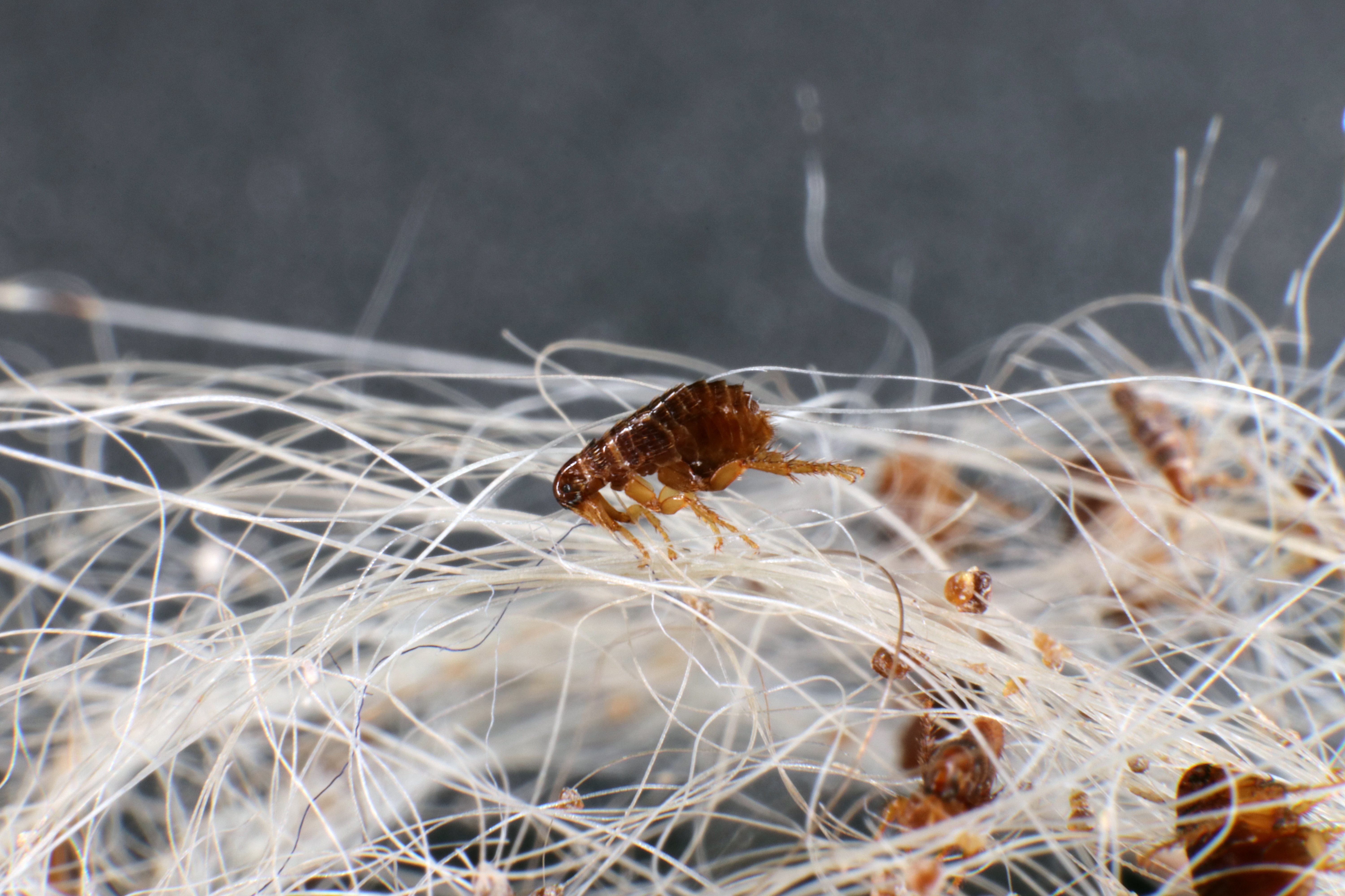 Making Fleas Flee: Effective Flea Control for Your Home and Pets