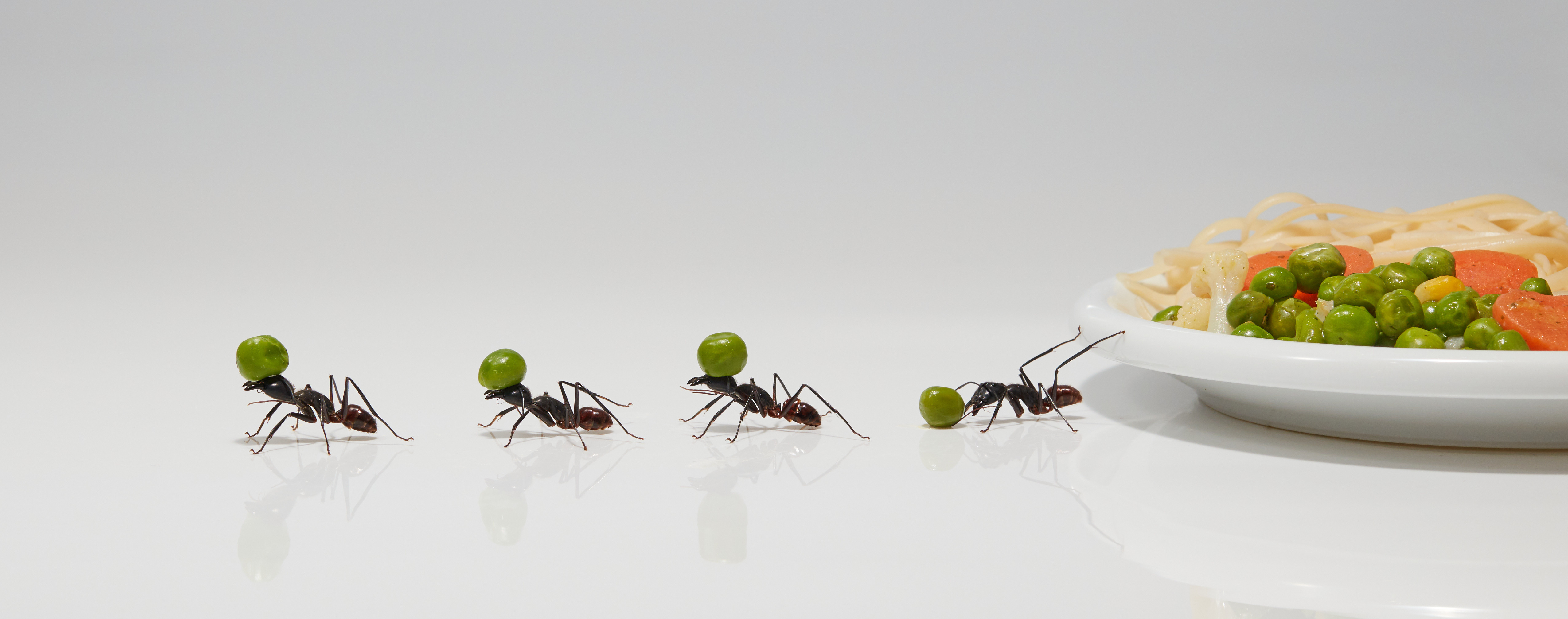 Ant Control Maintenance: Keeping Your Home Ant-Free for the Long-Tem