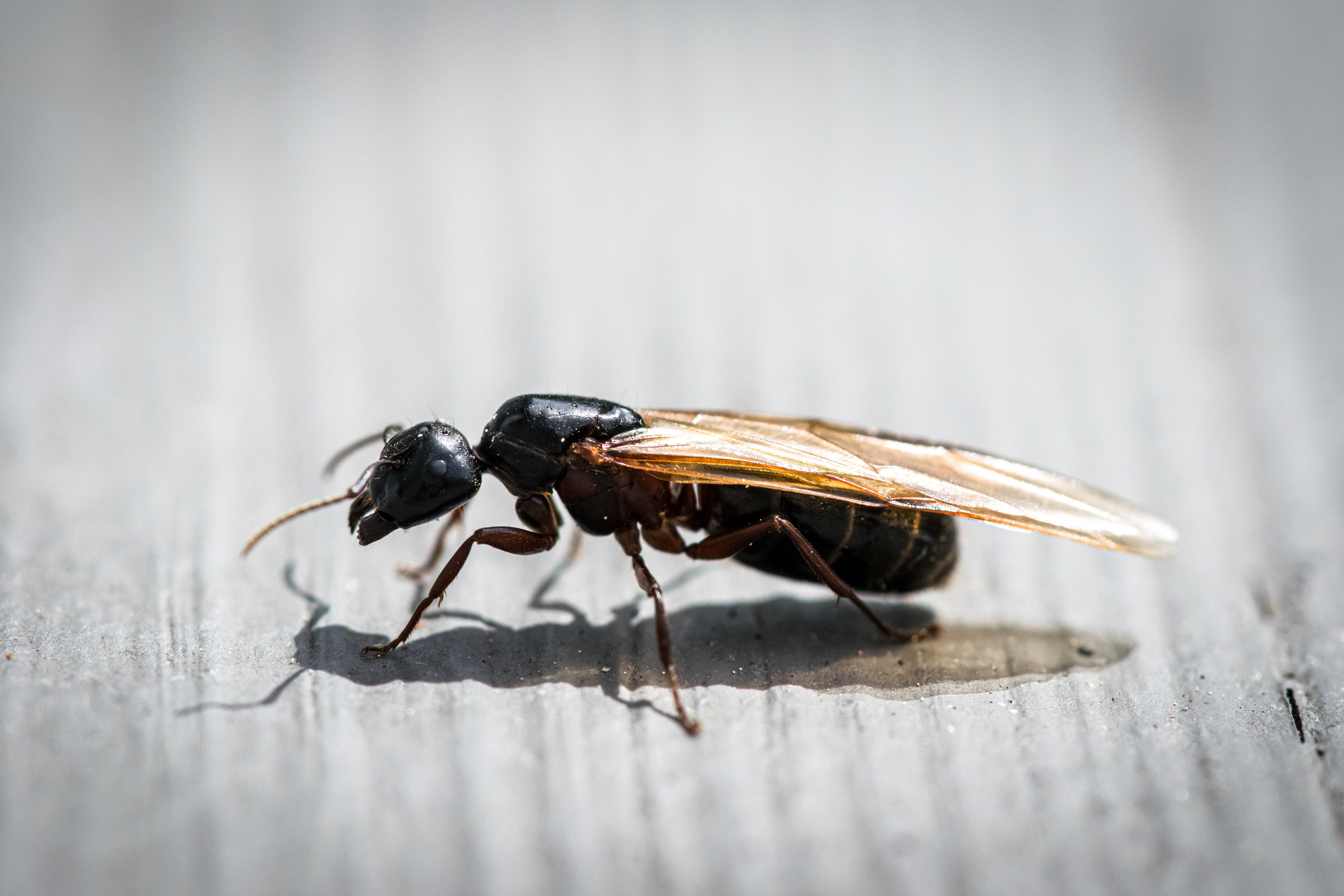 Where Did These Flying Ants Come From?