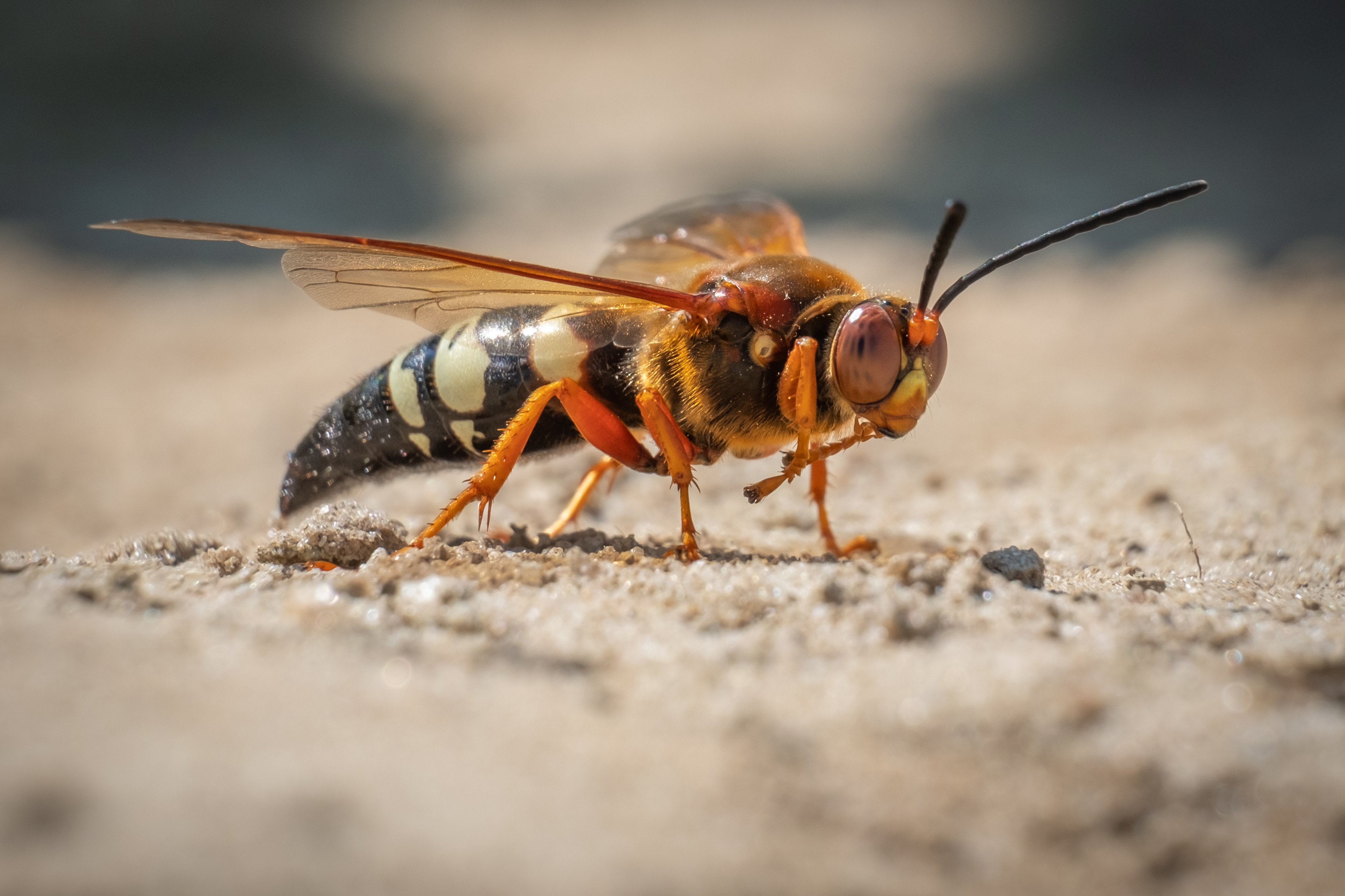 How to Get Rid of Cicada Killers, Mining Bees, and Other Ground Bees