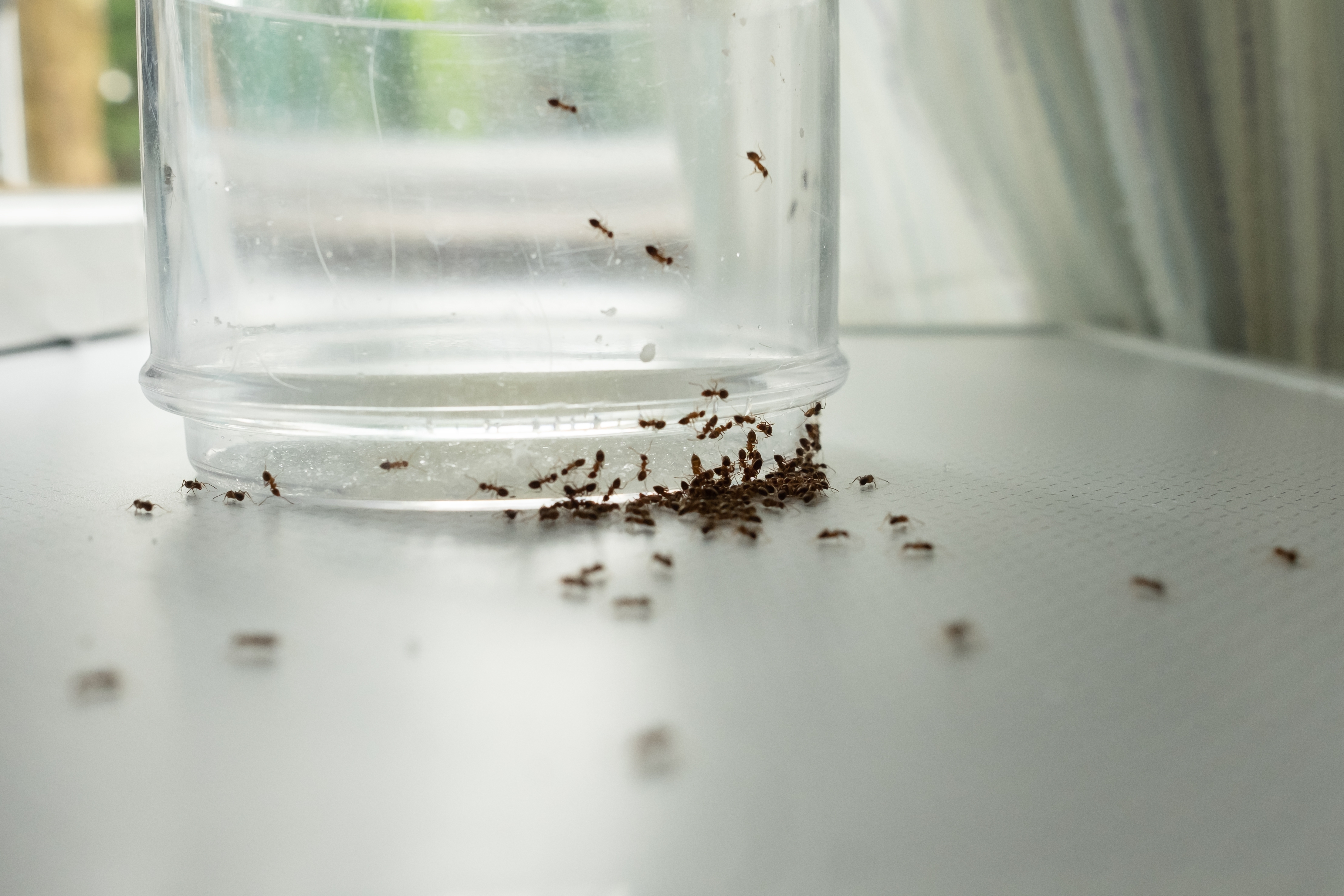 How to Get Rid of Ants