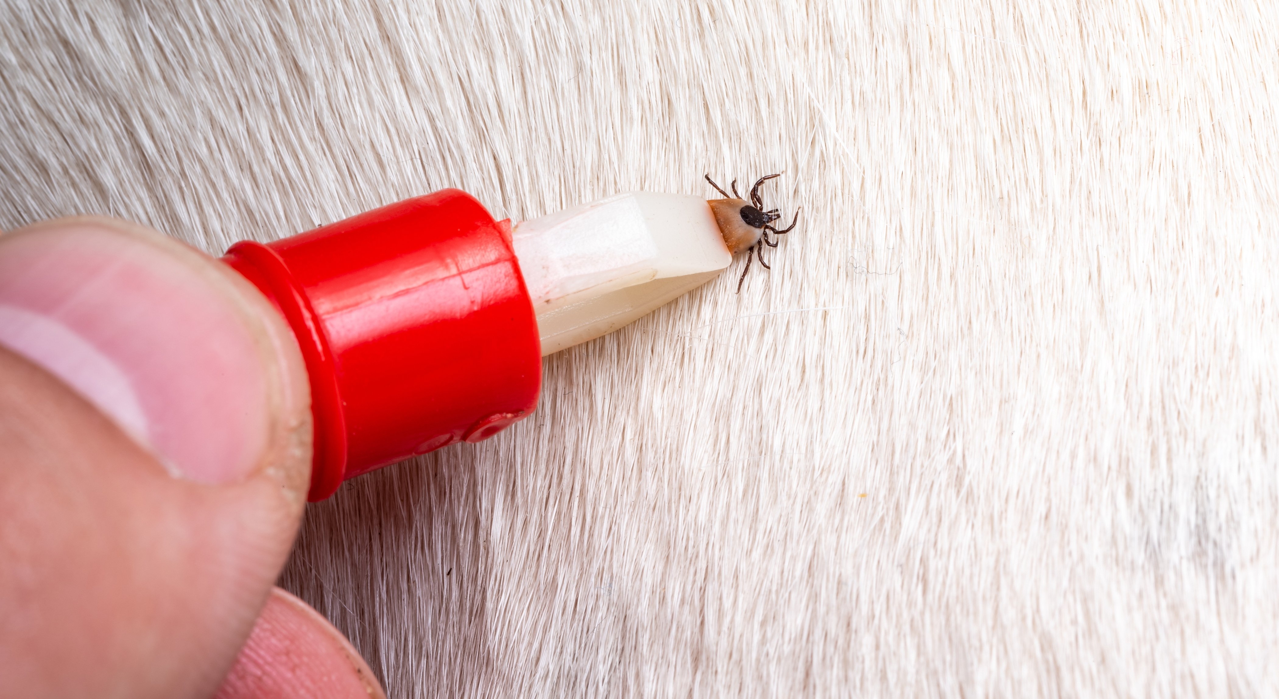How to Check for Ticks on Dogs, Cats and Kids