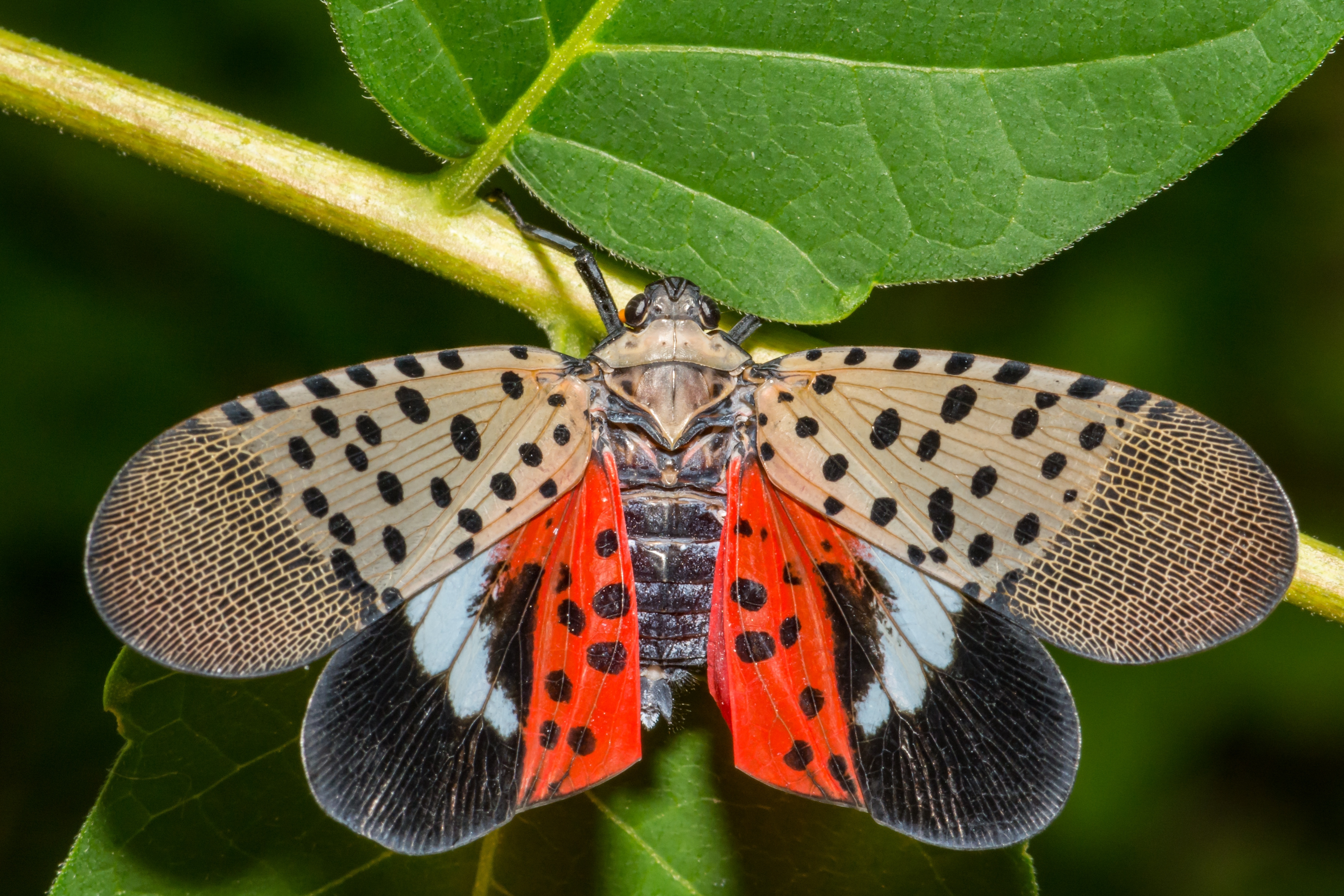 What To Do When You Find a Spotted Lanternfly