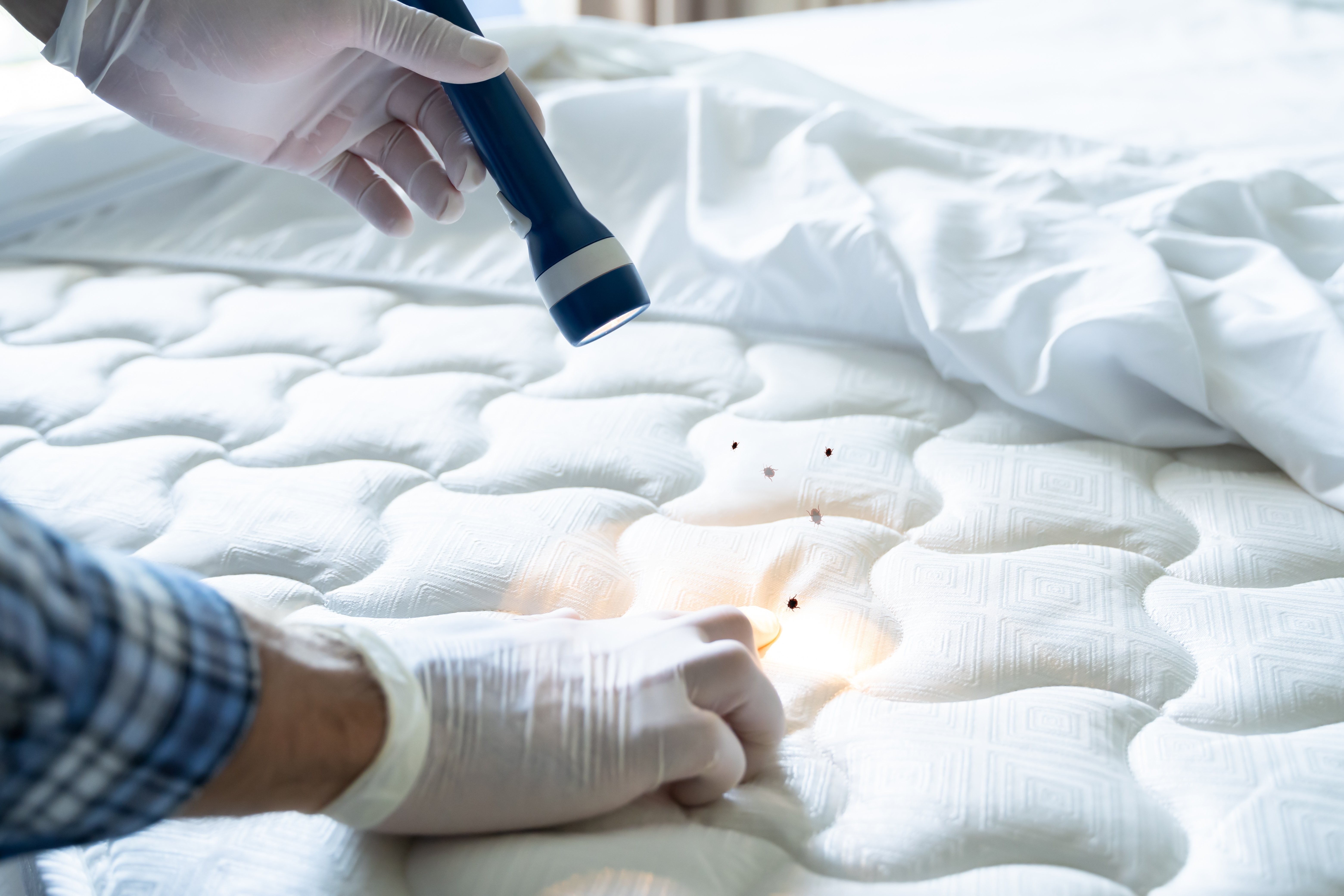 How to Check for Bed Bugs When You Travel