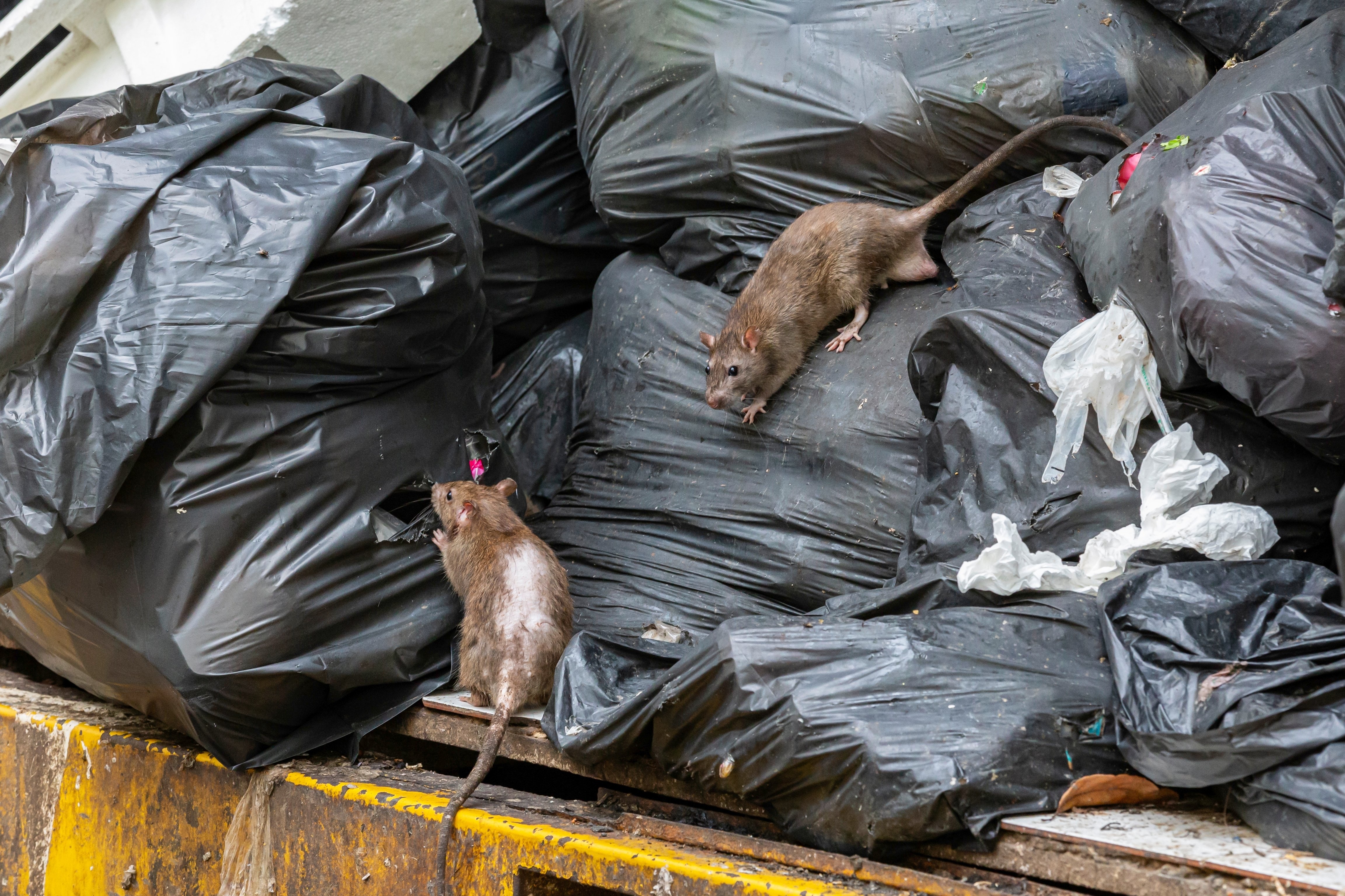 Pest Control During The Philadelphia Garbage Strike