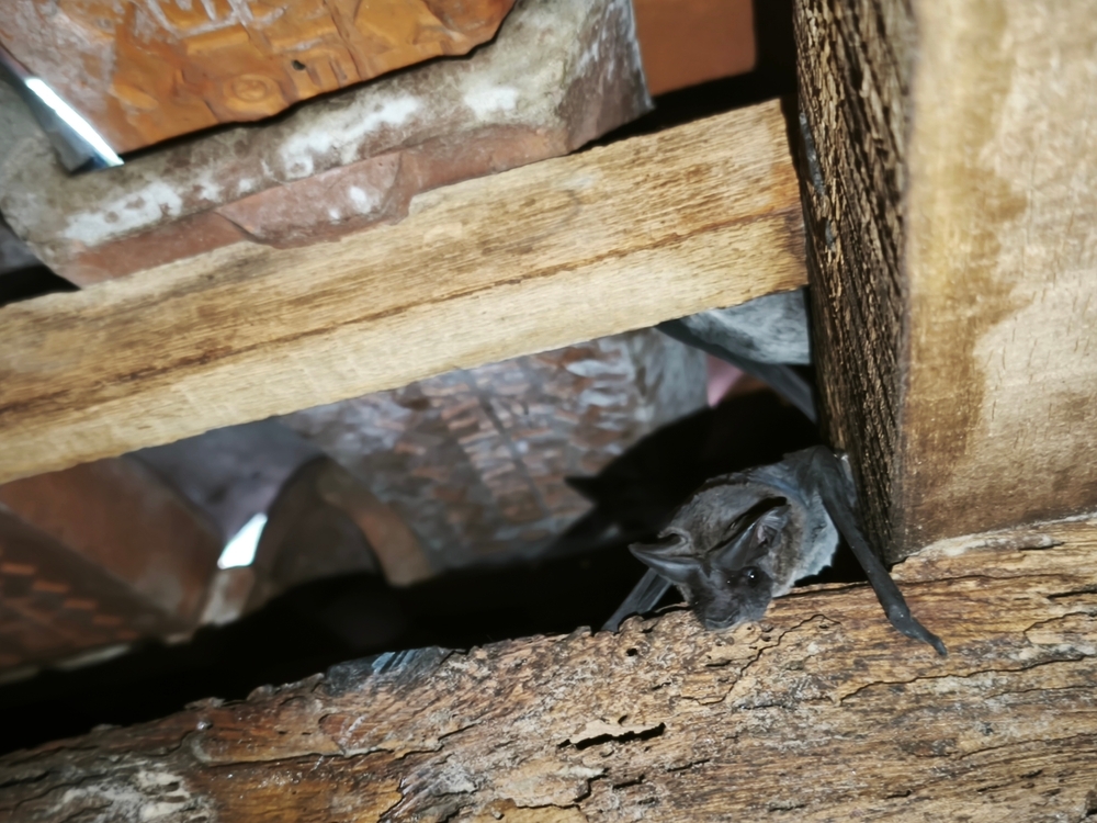 Why April is the Most Important Month for Bat Removal