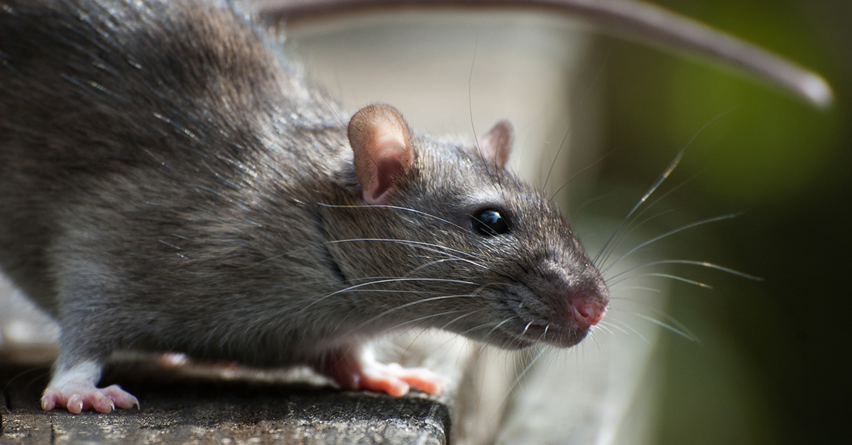 POTENTIAL RODENT INFESTATION IN SANDY AFTERMATH