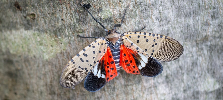How to Get Rid of Spotted Lanternflies
