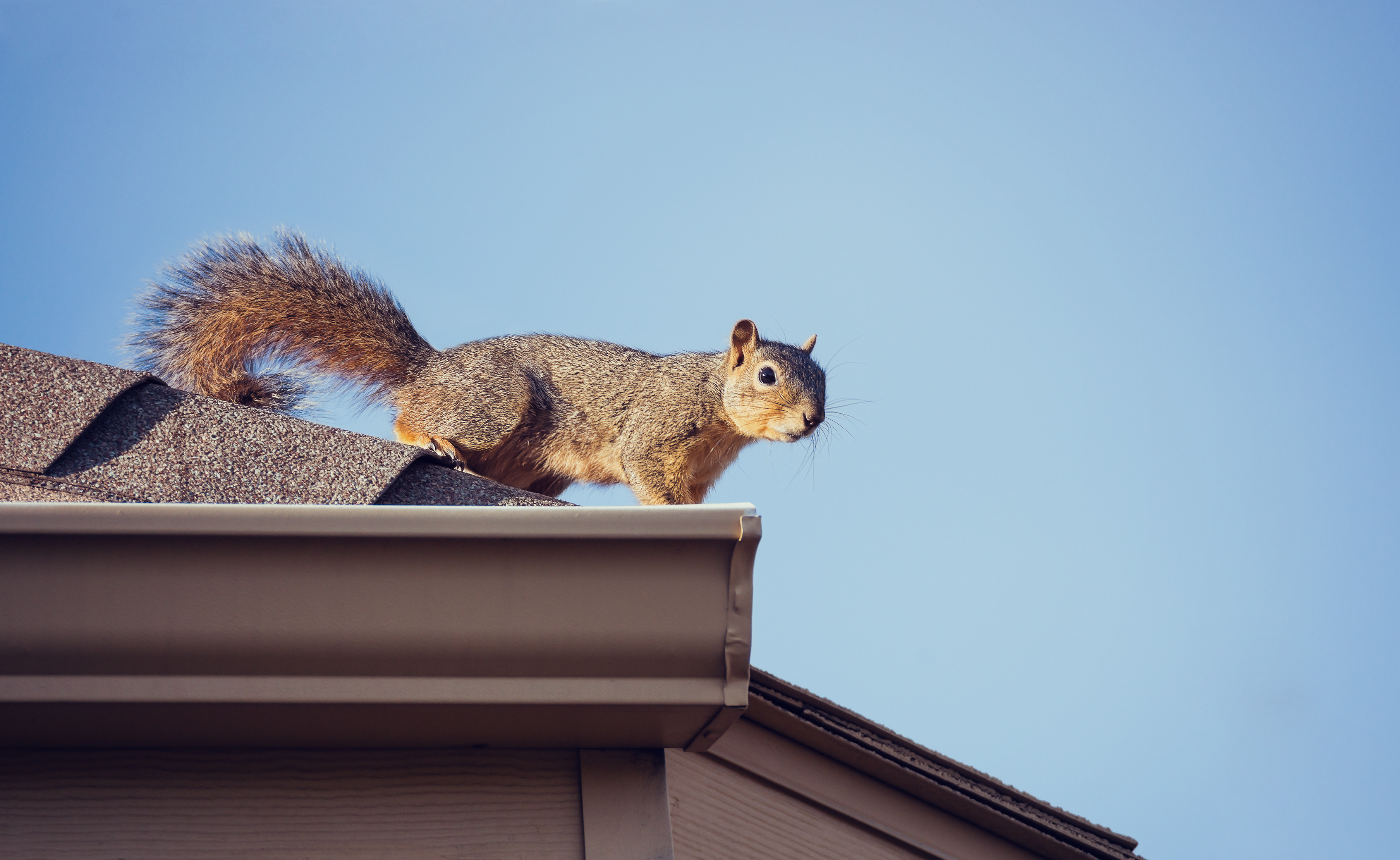 How to Keep Squirrels Out of Your Home