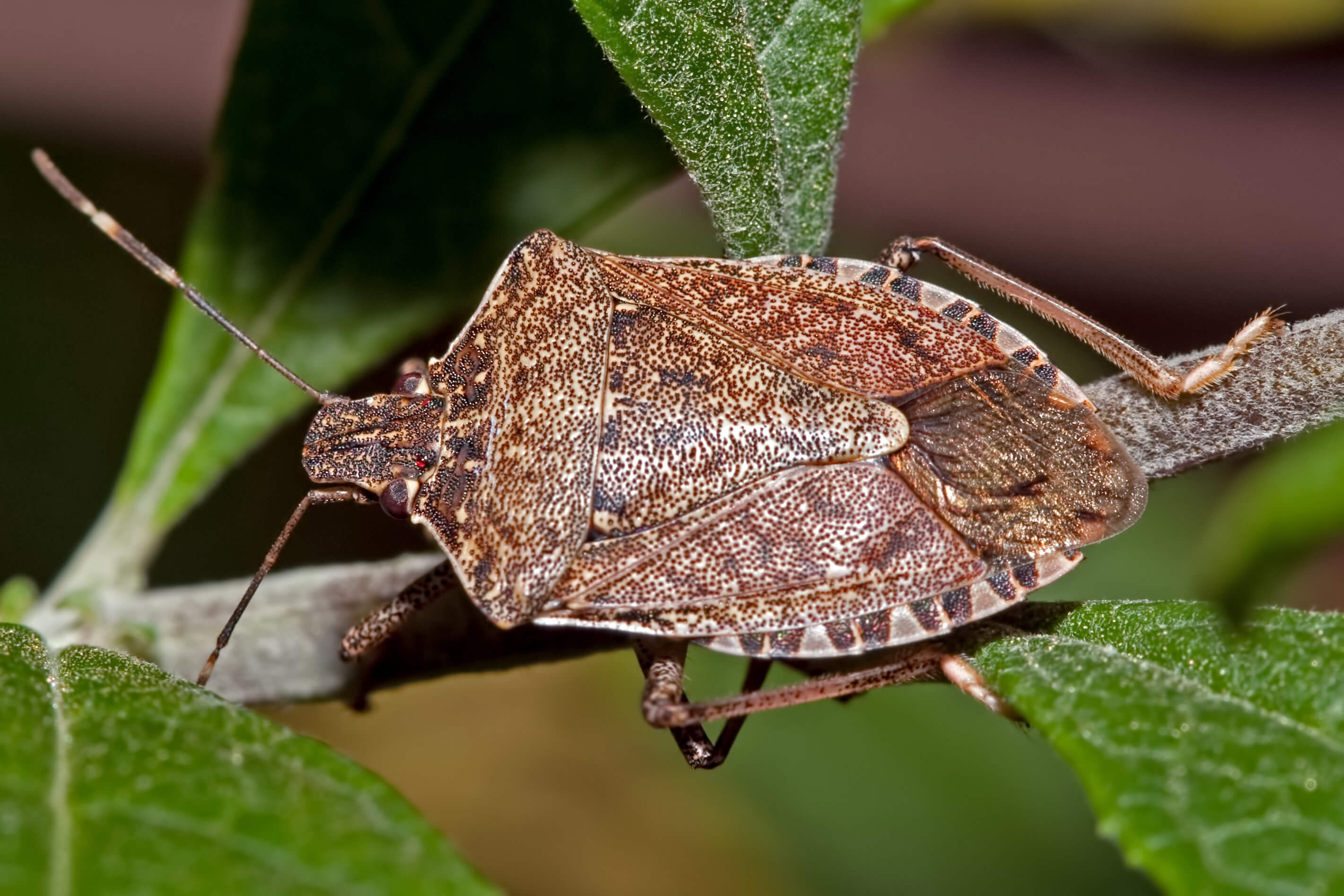 different kinds of stink bugs