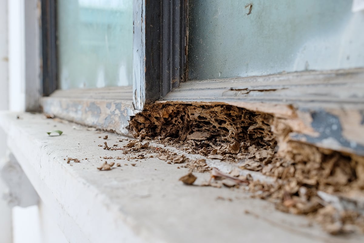 Do I Need Termite Control?