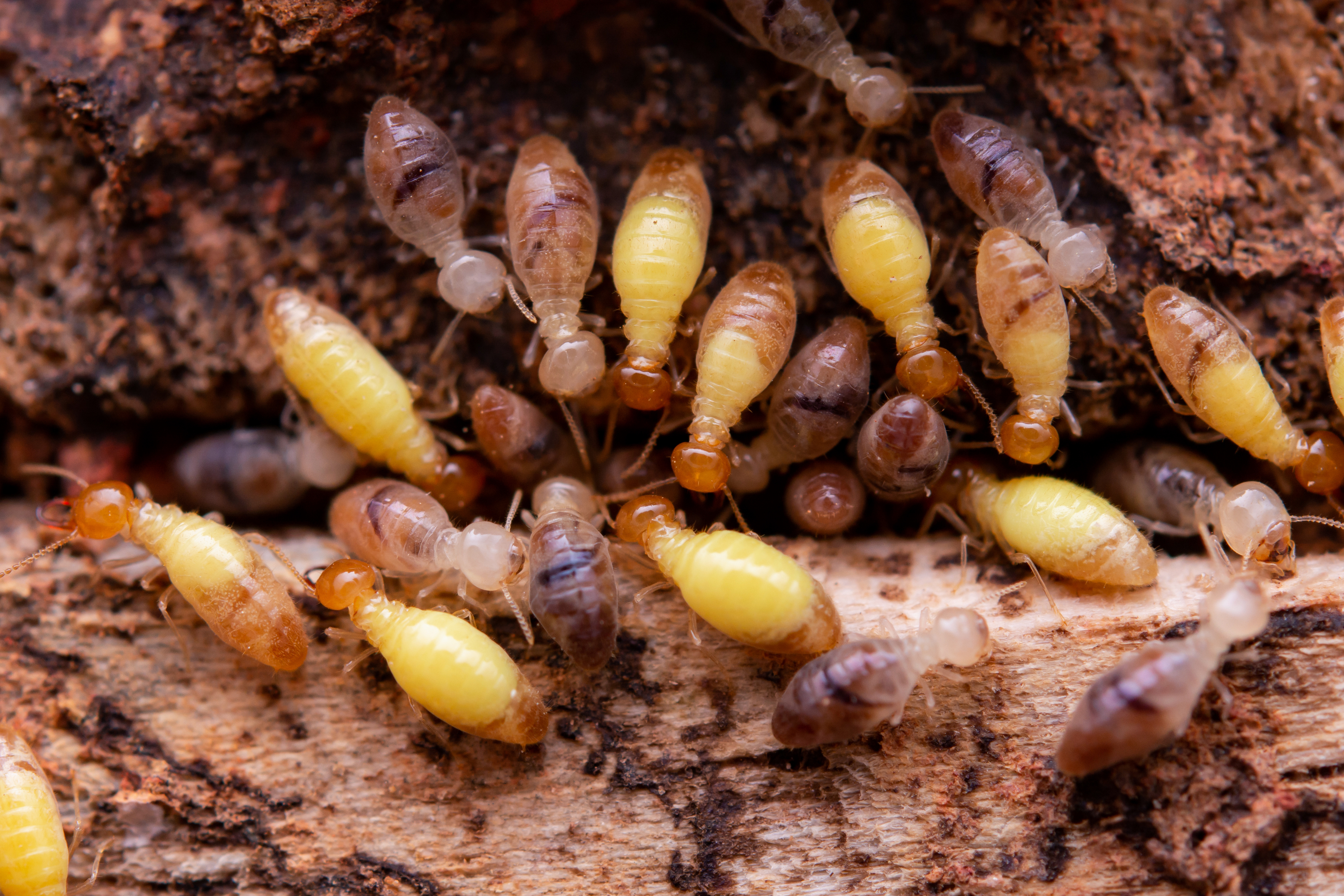 What You Need To Know About Termite Inspections