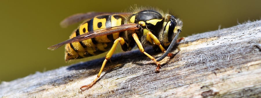 How to Keep Wasps out of Your Home