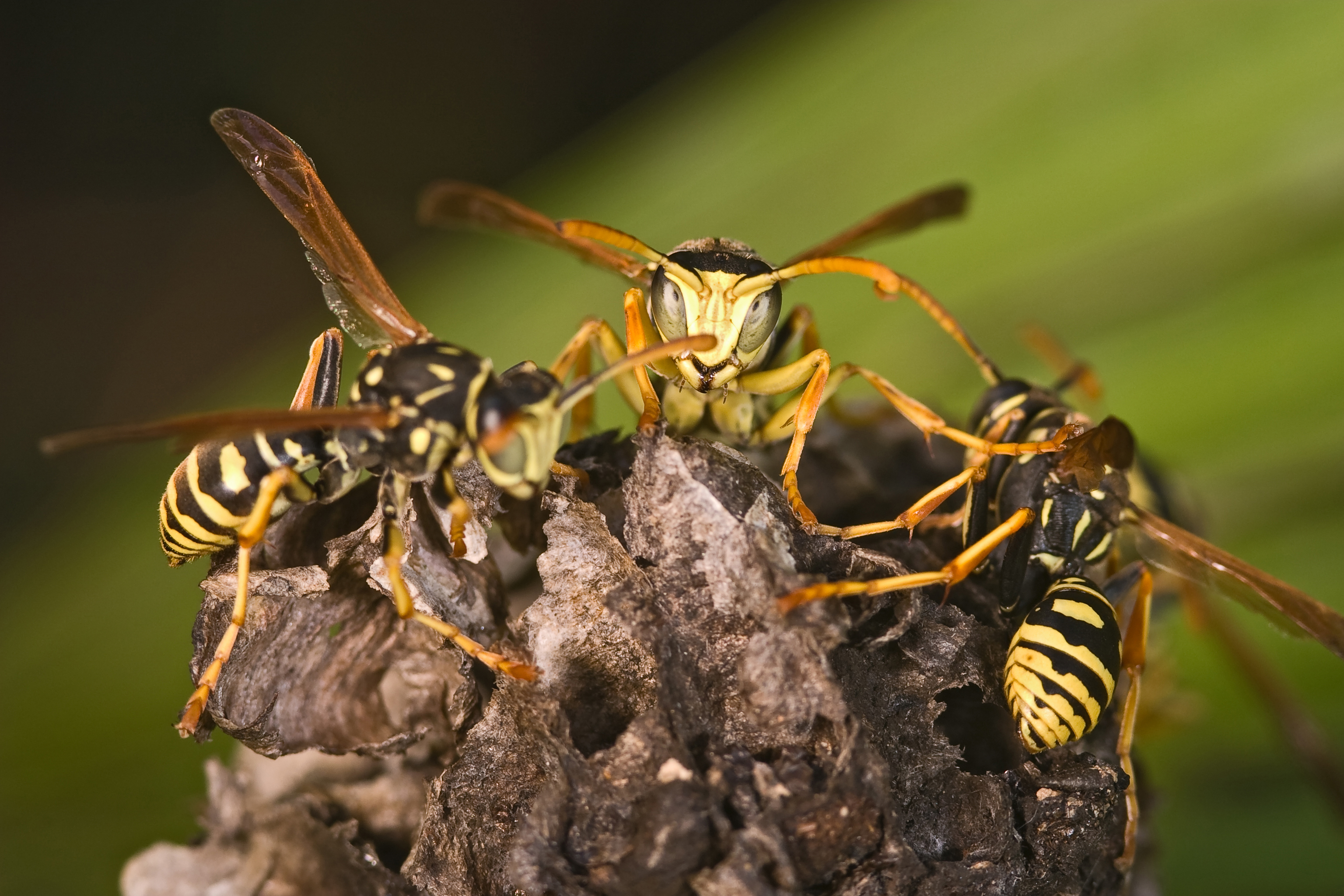 The Ultimate Guide to Effective Wasp Removal and Prevention