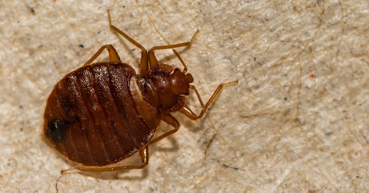 BED BUGS SHOWING UP IN SCHOOLS
